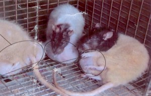 Female Aspartame-Fed Rats with Tumors
